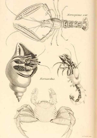 Reproducción/Reproduction 49829344833: General zoology, or Systematic natural history. London,Printed for G. Kearsley,1800-1826.. 