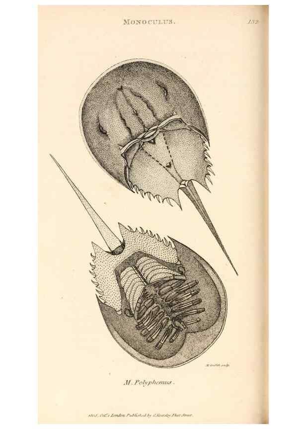 Reproducción/Reproduction 49830183842: General zoology, or Systematic natural history. London,Printed for G. Kearsley,1800-1826.. 
