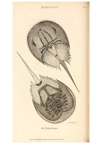 Reproducción/Reproduction 49830183842: General zoology, or Systematic natural history. London,Printed for G. Kearsley,1800-1826.. 