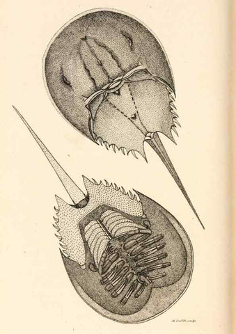 Reproducción/Reproduction 49830183842: General zoology, or Systematic natural history. London,Printed for G. Kearsley,1800-1826.. 
