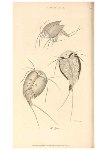 Reproducción/Reproduction 49829875006: General zoology, or Systematic natural history. London,Printed for G. Kearsley,1800-1826.. 