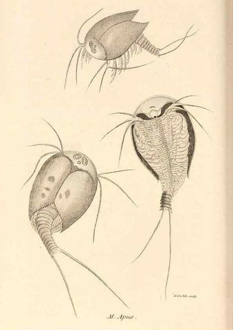 Reproducción/Reproduction 49829875006: General zoology, or Systematic natural history. London,Printed for G. Kearsley,1800-1826.. 