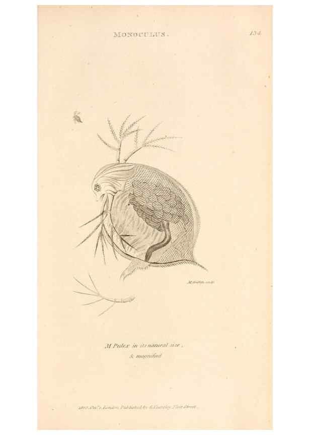 Reproducción/Reproduction 49830184377: General zoology, or Systematic natural history. London,Printed for G. Kearsley,1800-1826.. 