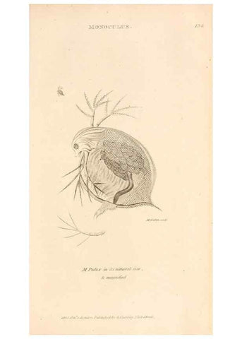 Reproducción/Reproduction 49830184377: General zoology, or Systematic natural history. London,Printed for G. Kearsley,1800-1826.. 