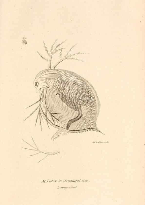 Reproducción/Reproduction 49830184377: General zoology, or Systematic natural history. London,Printed for G. Kearsley,1800-1826.. 