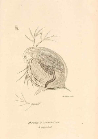 Reproducción/Reproduction 49830184377: General zoology, or Systematic natural history. London,Printed for G. Kearsley,1800-1826.. 