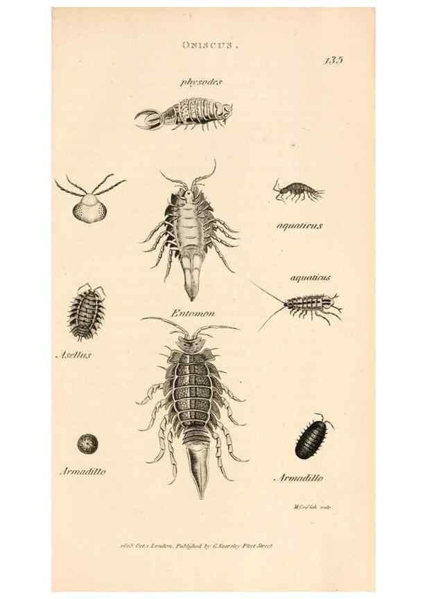 Reproducción/Reproduction 49829346203: General zoology, or Systematic natural history. London,Printed for G. Kearsley,1800-1826.. 