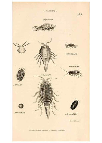 Reproducción/Reproduction 49829346203: General zoology, or Systematic natural history. London,Printed for G. Kearsley,1800-1826.. 