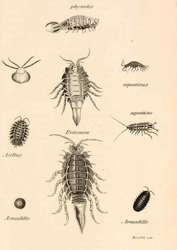 Reproducción/Reproduction 49829346203: General zoology, or Systematic natural history. London,Printed for G. Kearsley,1800-1826.. 
