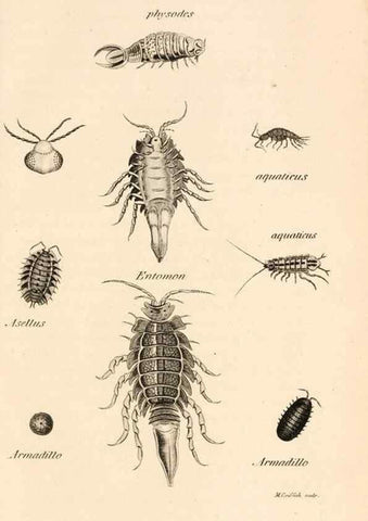 Reproducción/Reproduction 49829346203: General zoology, or Systematic natural history. London,Printed for G. Kearsley,1800-1826.. 