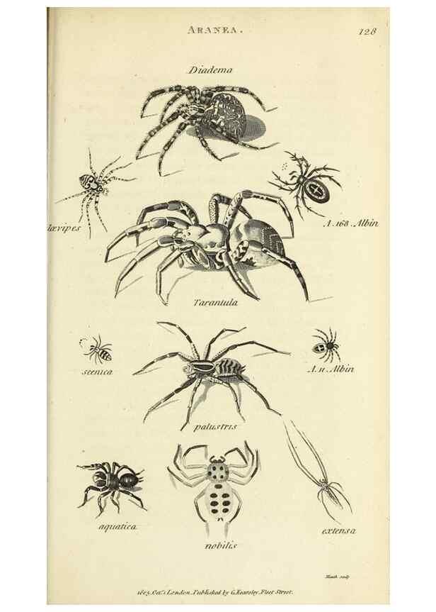 Reproducción/Reproduction 49829873036: General zoology, or Systematic natural history. London,Printed for G. Kearsley,1800-1826.. 
