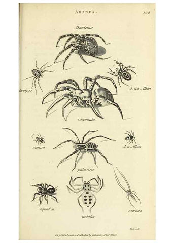 Reproducción/Reproduction 49829873036: General zoology, or Systematic natural history. London,Printed for G. Kearsley,1800-1826.. 