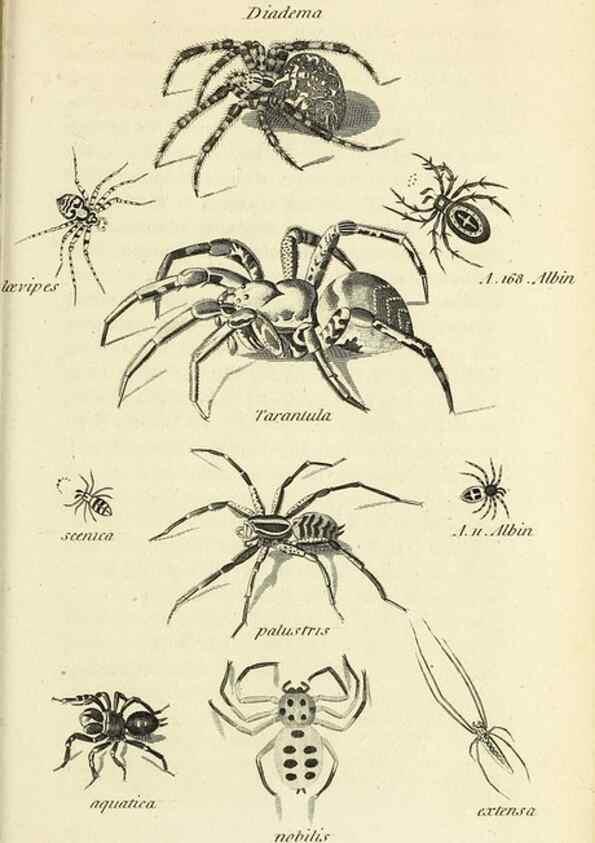 Reproducción/Reproduction 49829873036: General zoology, or Systematic natural history. London,Printed for G. Kearsley,1800-1826.. 