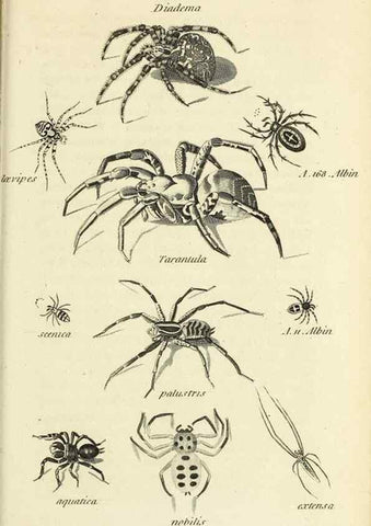 Reproducción/Reproduction 49829873036: General zoology, or Systematic natural history. London,Printed for G. Kearsley,1800-1826.. 