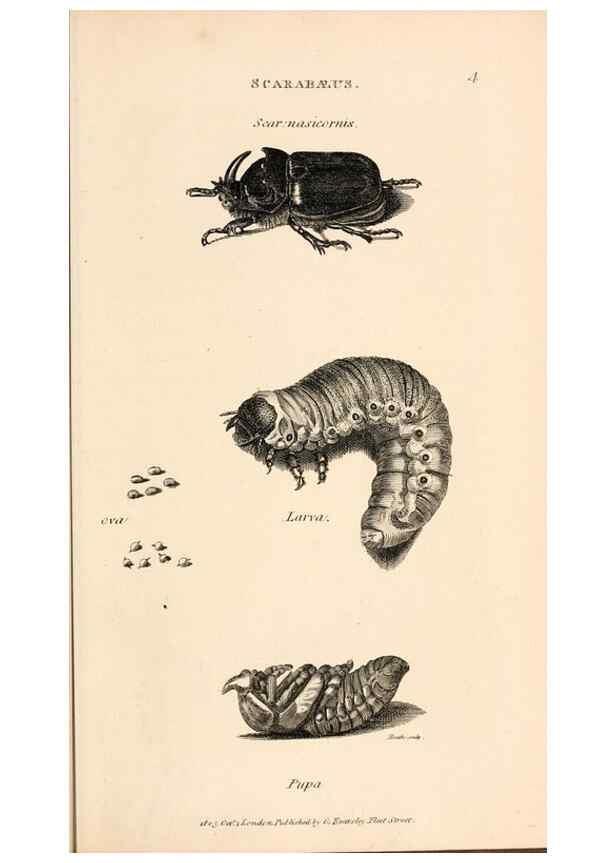 Reproducción/Reproduction 49827511942: General zoology, or Systematic natural history. London,Printed for G. Kearsley,1800-1826.. 