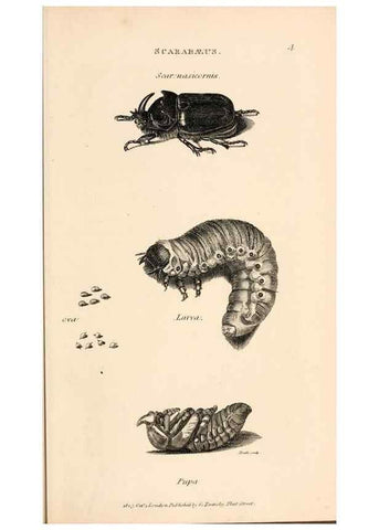 Reproducción/Reproduction 49827511942: General zoology, or Systematic natural history. London,Printed for G. Kearsley,1800-1826.. 