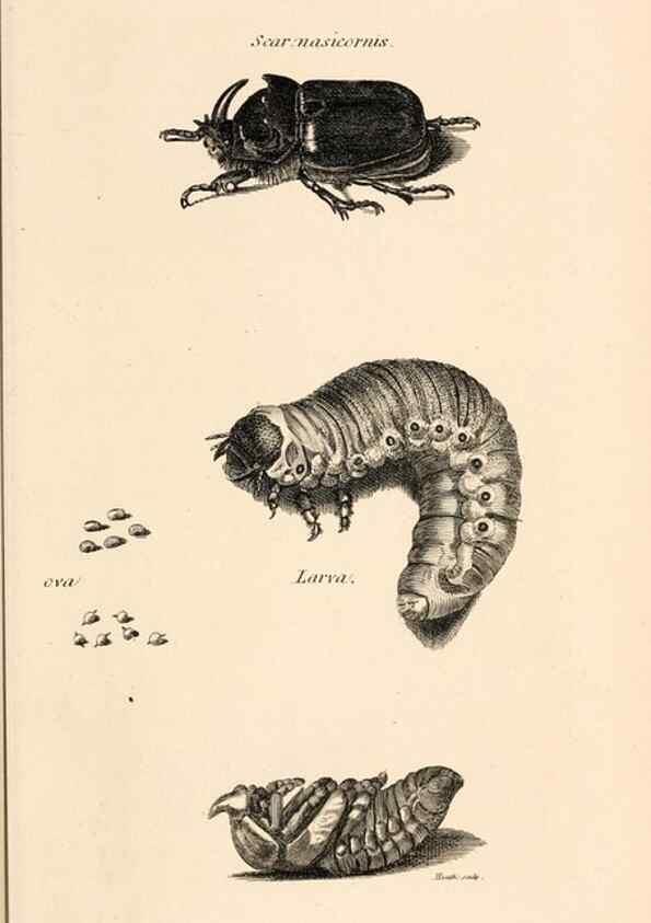 Reproducción/Reproduction 49827511942: General zoology, or Systematic natural history. London,Printed for G. Kearsley,1800-1826.. 