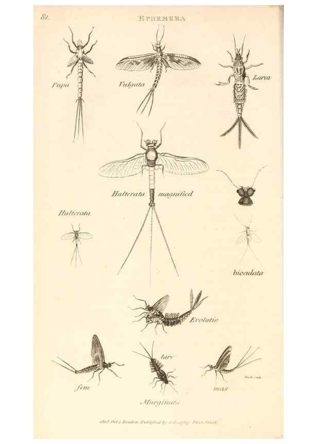 Reproducción/Reproduction 49829326613: General zoology, or Systematic natural history. London,Printed for G. Kearsley,1800-1826.. 