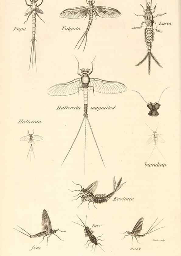 Reproducción/Reproduction 49829326613: General zoology, or Systematic natural history. London,Printed for G. Kearsley,1800-1826.. 
