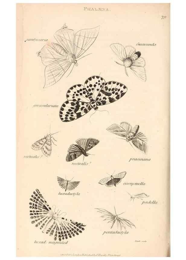 Reproducción/Reproduction 49827537937: General zoology, or Systematic natural history. London,Printed for G. Kearsley,1800-1826.. 