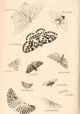 Reproducción/Reproduction 49827537937: General zoology, or Systematic natural history. London,Printed for G. Kearsley,1800-1826.. 