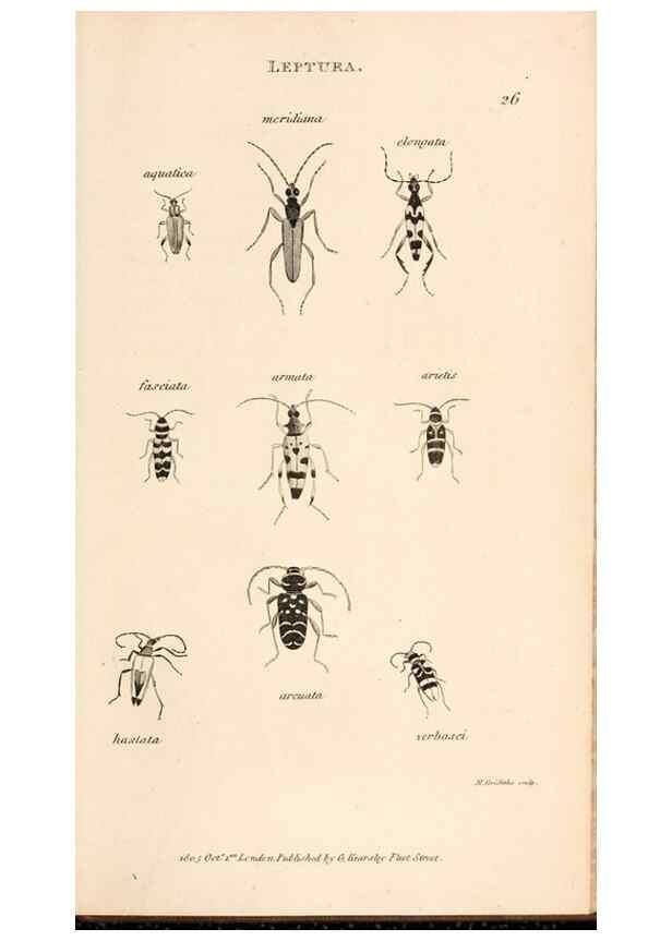 Reproducción/Reproduction 49827205541: General zoology, or Systematic natural history. London,Printed for G. Kearsley,1800-1826.. 