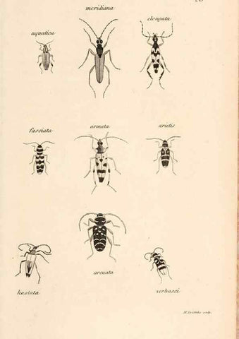 Reproducción/Reproduction 49827205541: General zoology, or Systematic natural history. London,Printed for G. Kearsley,1800-1826.. 