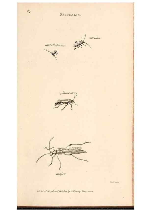 Reproducción/Reproduction 49827520102: General zoology, or Systematic natural history. London,Printed for G. Kearsley,1800-1826.. 