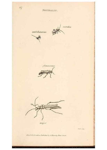 Reproducción/Reproduction 49827520102: General zoology, or Systematic natural history. London,Printed for G. Kearsley,1800-1826.. 