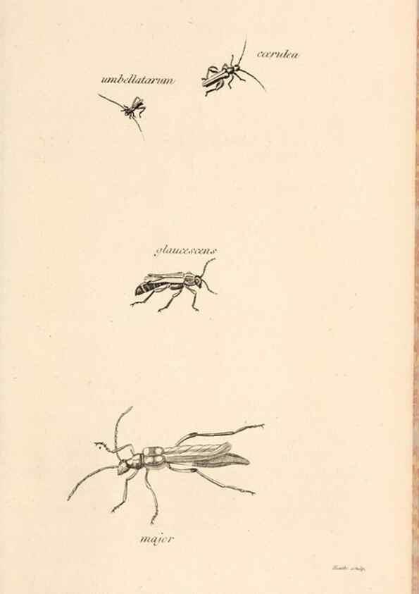 Reproducción/Reproduction 49827520102: General zoology, or Systematic natural history. London,Printed for G. Kearsley,1800-1826.. 
