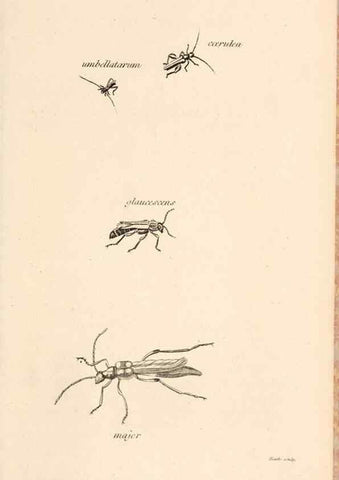 Reproducción/Reproduction 49827520102: General zoology, or Systematic natural history. London,Printed for G. Kearsley,1800-1826.. 