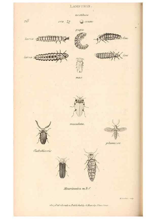 Reproducción/Reproduction 49827520347: General zoology, or Systematic natural history. London,Printed for G. Kearsley,1800-1826.. 