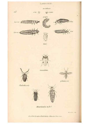 Reproducción/Reproduction 49827520347: General zoology, or Systematic natural history. London,Printed for G. Kearsley,1800-1826.. 