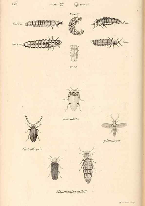 Reproducción/Reproduction 49827520347: General zoology, or Systematic natural history. London,Printed for G. Kearsley,1800-1826.. 
