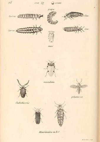 Reproducción/Reproduction 49827520347: General zoology, or Systematic natural history. London,Printed for G. Kearsley,1800-1826.. 