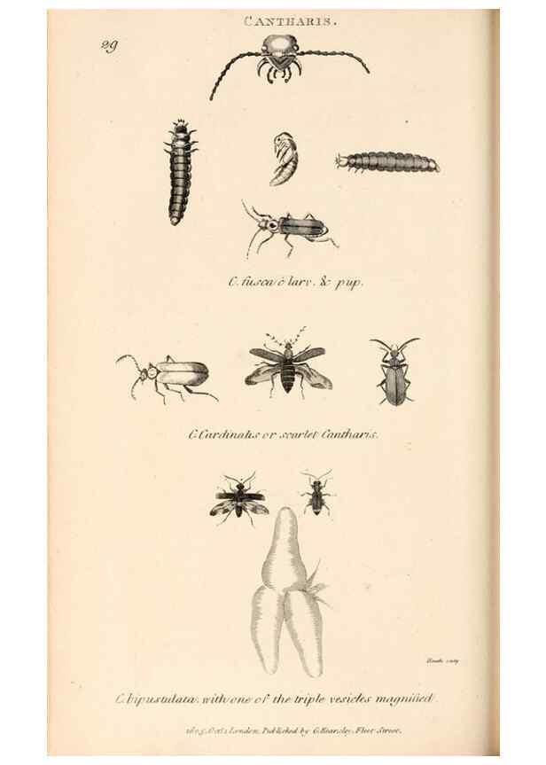 Reproducción/Reproduction 49827520662: General zoology, or Systematic natural history. London,Printed for G. Kearsley,1800-1826.. 