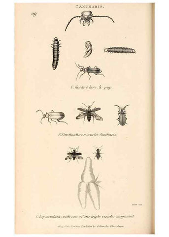 Reproducción/Reproduction 49827520662: General zoology, or Systematic natural history. London,Printed for G. Kearsley,1800-1826.. 