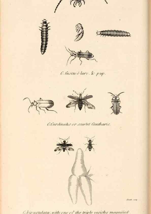 Reproducción/Reproduction 49827520662: General zoology, or Systematic natural history. London,Printed for G. Kearsley,1800-1826.. 