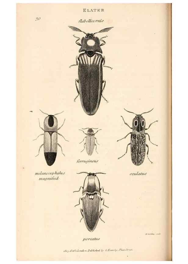 Reproducción/Reproduction 49826675428: General zoology, or Systematic natural history. London,Printed for G. Kearsley,1800-1826.. 