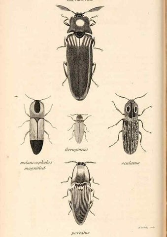 Reproducción/Reproduction 49826675428: General zoology, or Systematic natural history. London,Printed for G. Kearsley,1800-1826.. 