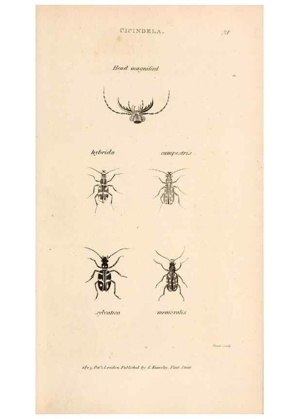 Reproducción/Reproduction 49827521367: General zoology, or Systematic natural history. London,Printed for G. Kearsley,1800-1826.. 