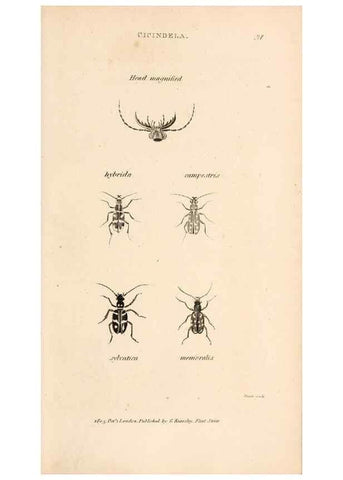 Reproducción/Reproduction 49827521367: General zoology, or Systematic natural history. London,Printed for G. Kearsley,1800-1826.. 