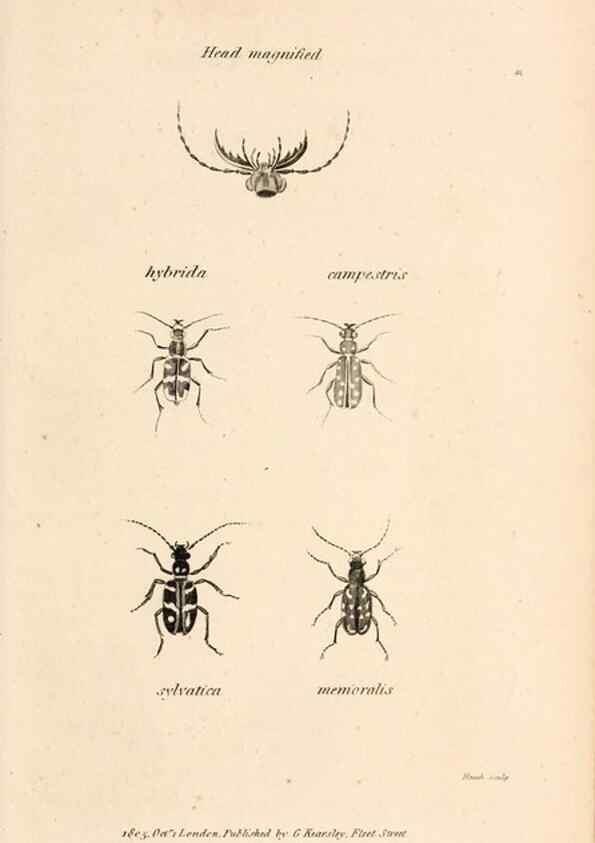 Reproducción/Reproduction 49827521367: General zoology, or Systematic natural history. London,Printed for G. Kearsley,1800-1826.. 