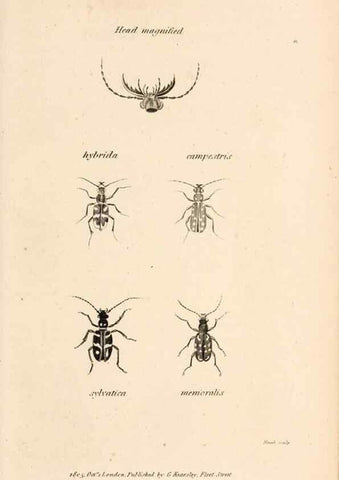 Reproducción/Reproduction 49827521367: General zoology, or Systematic natural history. London,Printed for G. Kearsley,1800-1826.. 