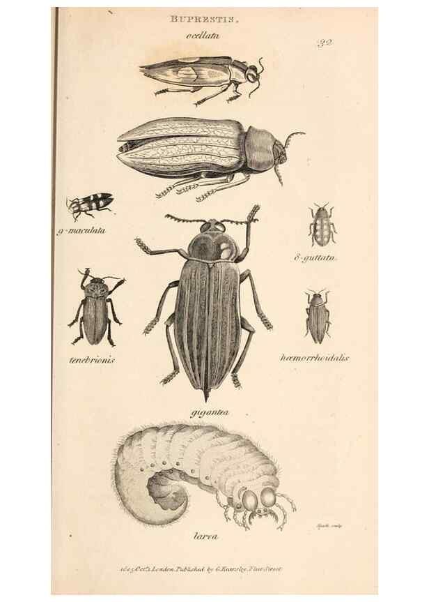 Reproducción/Reproduction 49827207341: General zoology, or Systematic natural history. London,Printed for G. Kearsley,1800-1826.. 