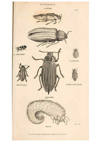 Reproducción/Reproduction 49827207341: General zoology, or Systematic natural history. London,Printed for G. Kearsley,1800-1826.. 