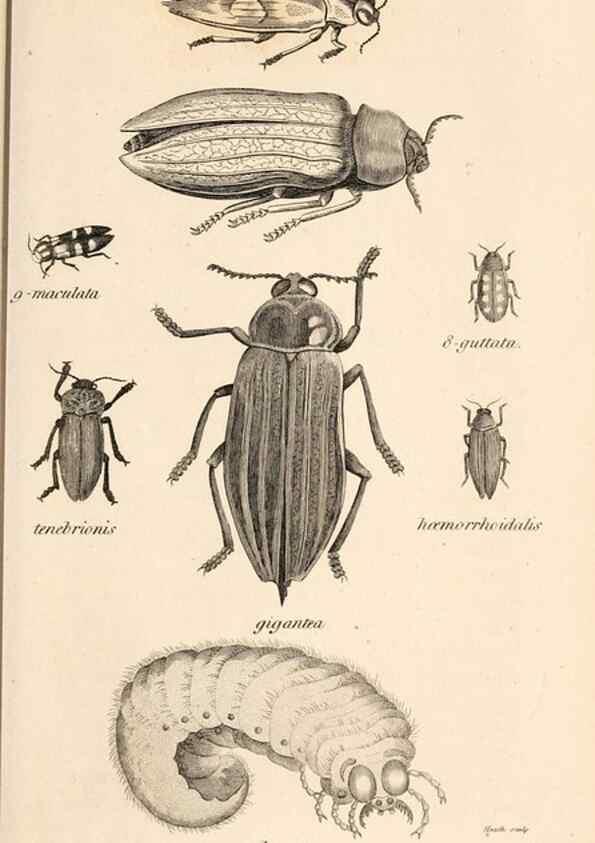 Reproducción/Reproduction 49827207341: General zoology, or Systematic natural history. London,Printed for G. Kearsley,1800-1826.. 