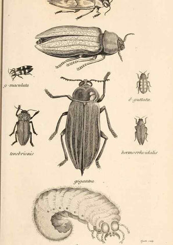 Reproducción/Reproduction 49827207341: General zoology, or Systematic natural history. London,Printed for G. Kearsley,1800-1826.. 