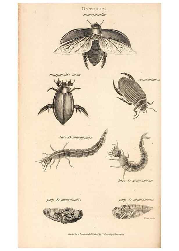 Reproducción/Reproduction 49827207776: General zoology, or Systematic natural history. London,Printed for G. Kearsley,1800-1826.. 
