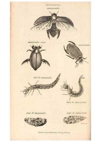 Reproducción/Reproduction 49827207776: General zoology, or Systematic natural history. London,Printed for G. Kearsley,1800-1826.. 